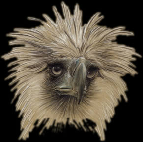 Philippine Eagle Note Card / Greeting Card